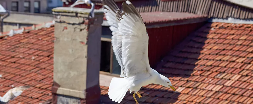 Residential Chimney Animal Removal Solution in Lauderhill, FL